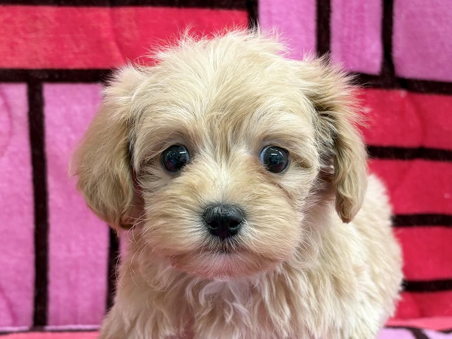 愛知県のマルプー(マルチーズ×プードル) (ハピースペット春日井アミーゴ店/2025年10月11日生まれ/女の子/その他色)の子犬の2枚目の画像