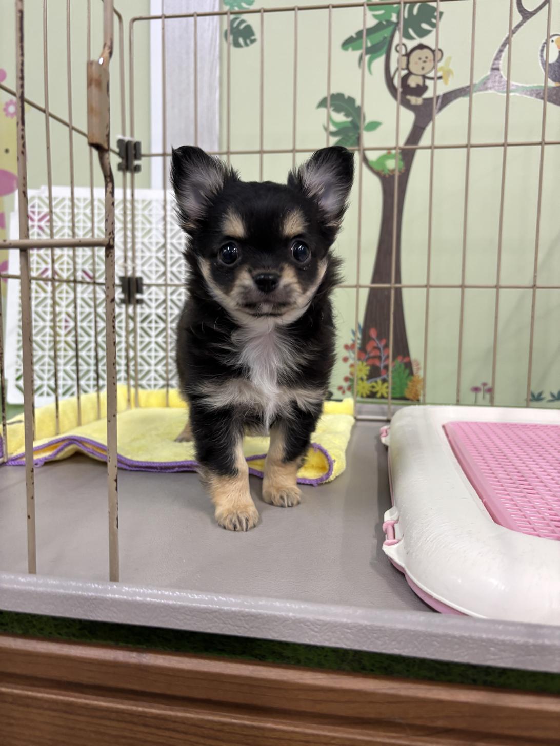 愛知県のチワワ(ロング) (子いぬの足あと/2026年1月8日生まれ/女の子/ブラックタンホワイト)の子犬