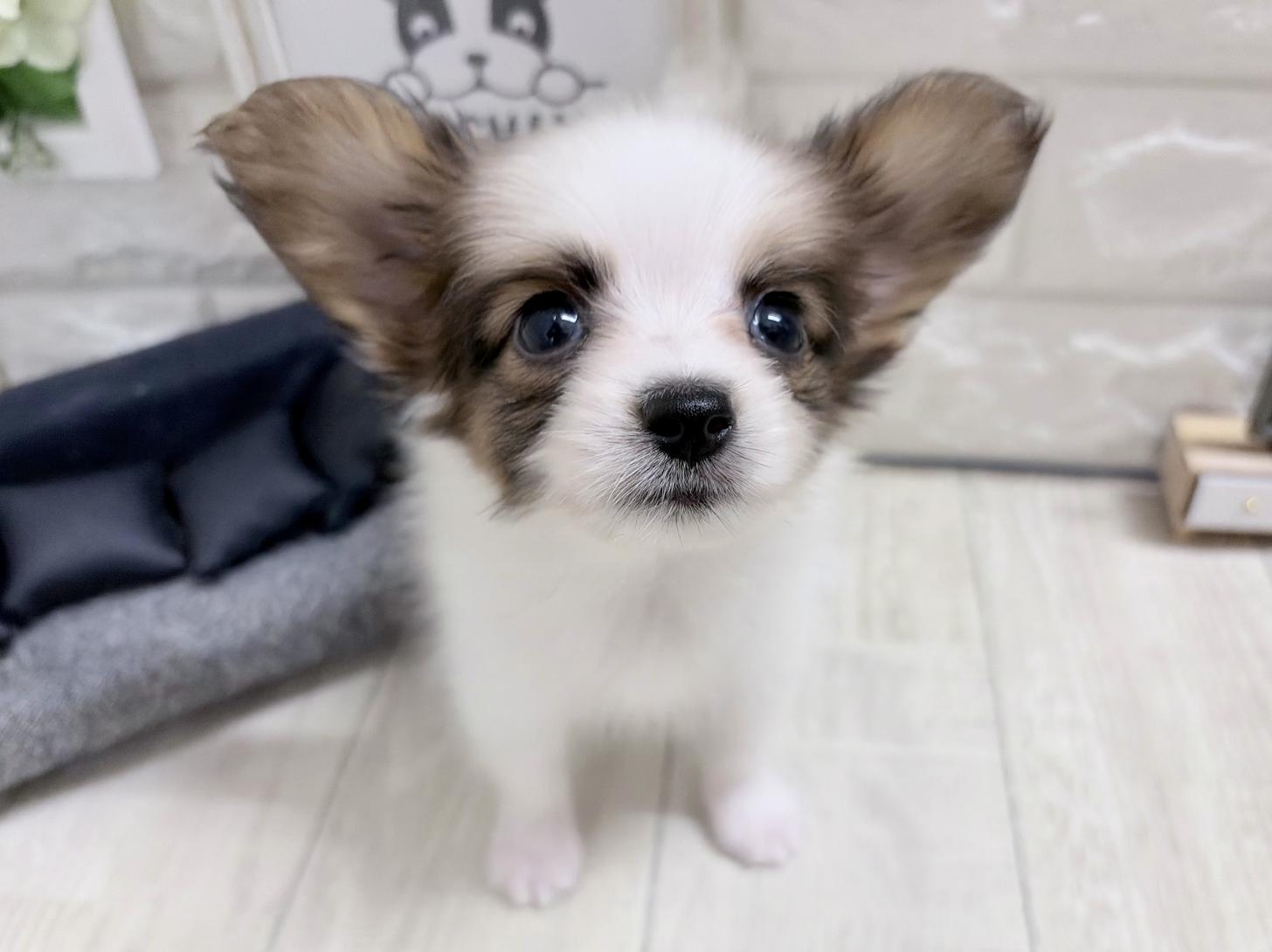 和歌山県のパピヨン (DOGMAN和歌山店/2026年8月31日生まれ/男の子/ホワイトセーブル)の子犬の1枚目の画像