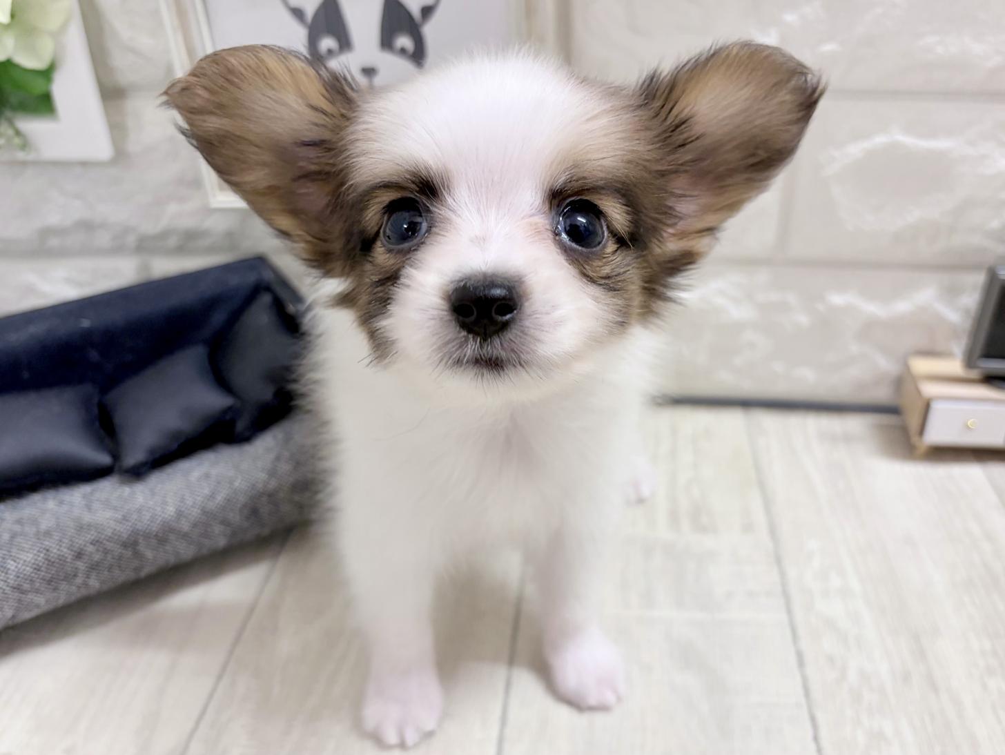 和歌山県のパピヨン (DOGMAN和歌山店/2026年8月31日生まれ/男の子/ホワイトセーブル)の子犬の2枚目の画像