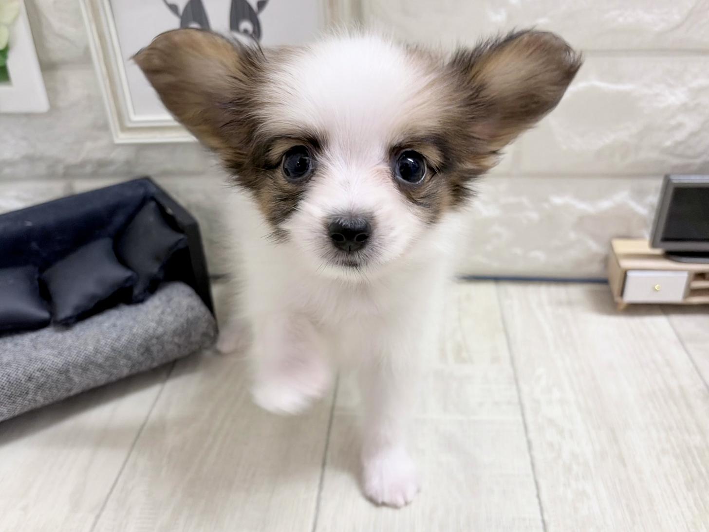 和歌山県のパピヨン (DOGMAN和歌山店/2026年8月31日生まれ/男の子/ホワイトセーブル)の子犬の3枚目の画像
