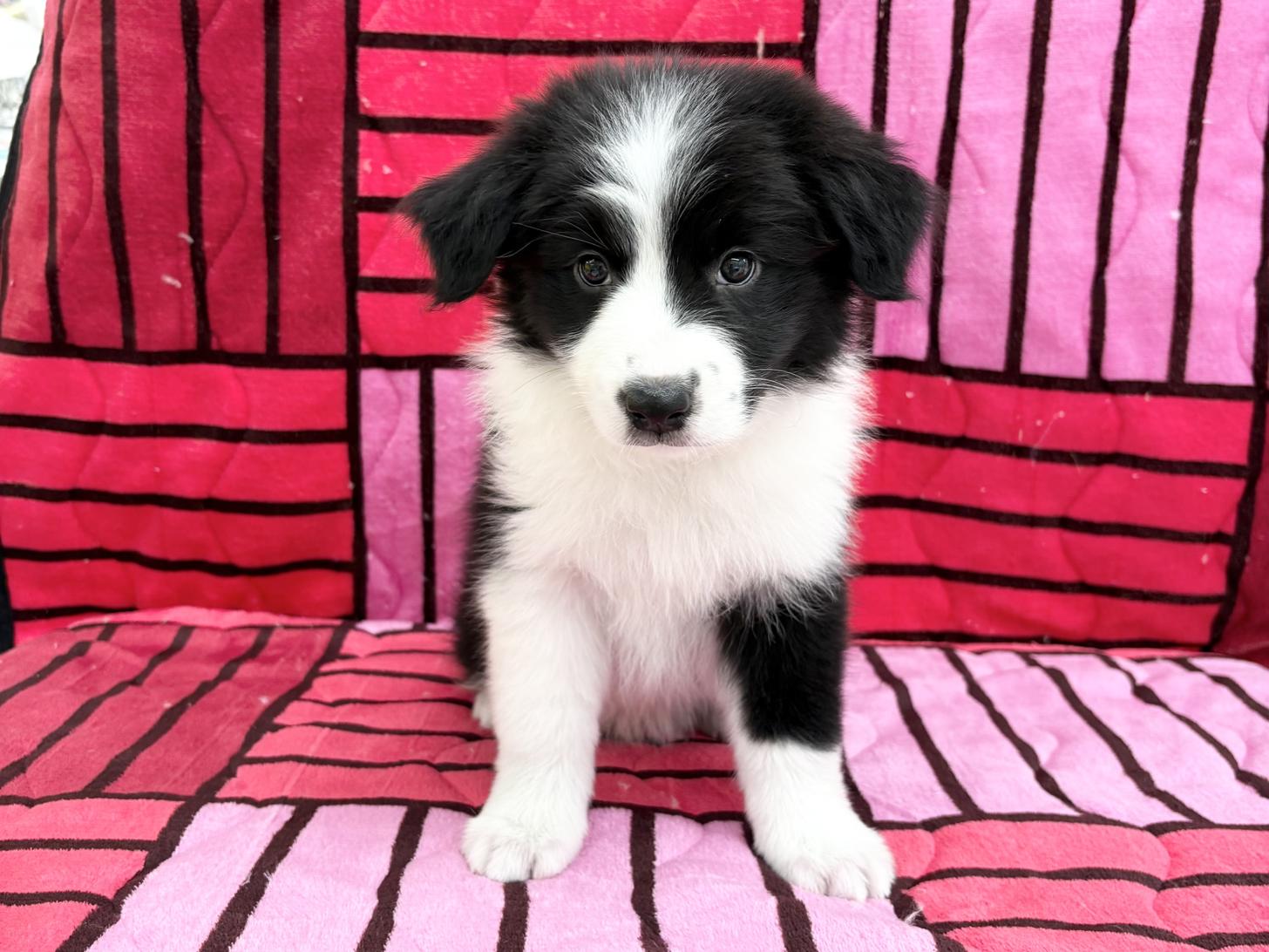 愛知県のボーダーコリー (ハピースペット春日井アミーゴ店/2025年9月14日生まれ/女の子/ブラックホワイト)の子犬の1枚目の画像