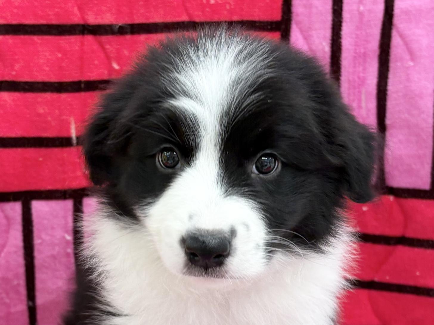 愛知県のボーダーコリー (ハピースペット春日井アミーゴ店/2025年9月14日生まれ/女の子/ブラックホワイト)の子犬の2枚目の画像