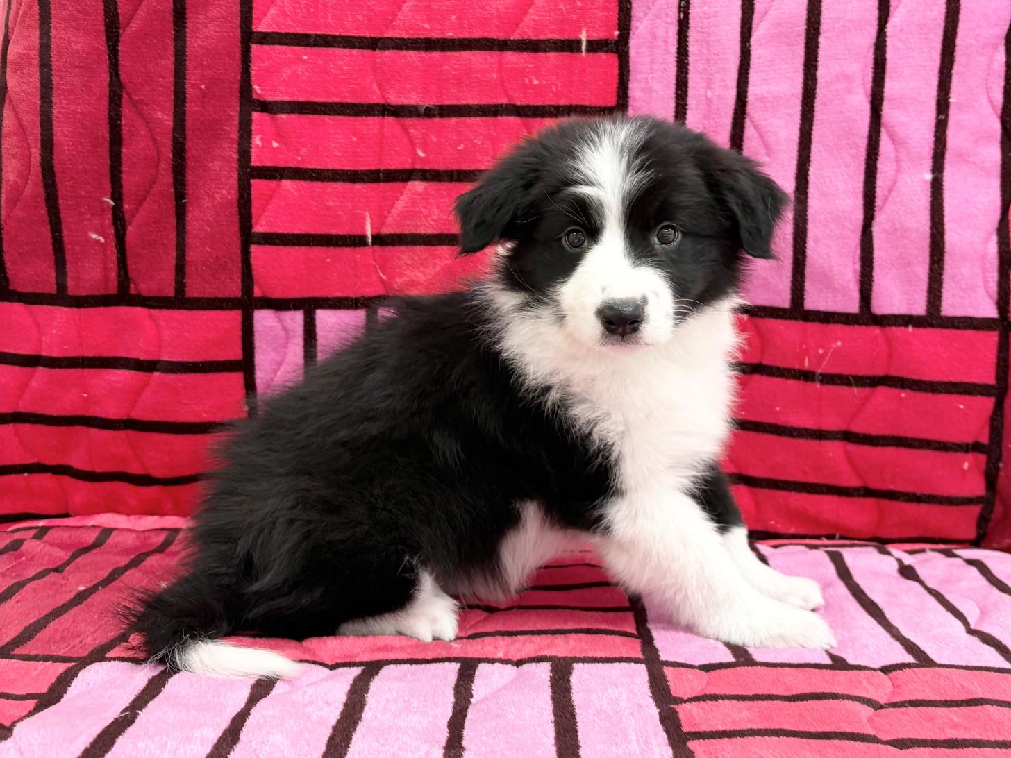 愛知県のボーダーコリー (ハピースペット春日井アミーゴ店/2025年9月14日生まれ/女の子/ブラックホワイト)の子犬の3枚目の画像