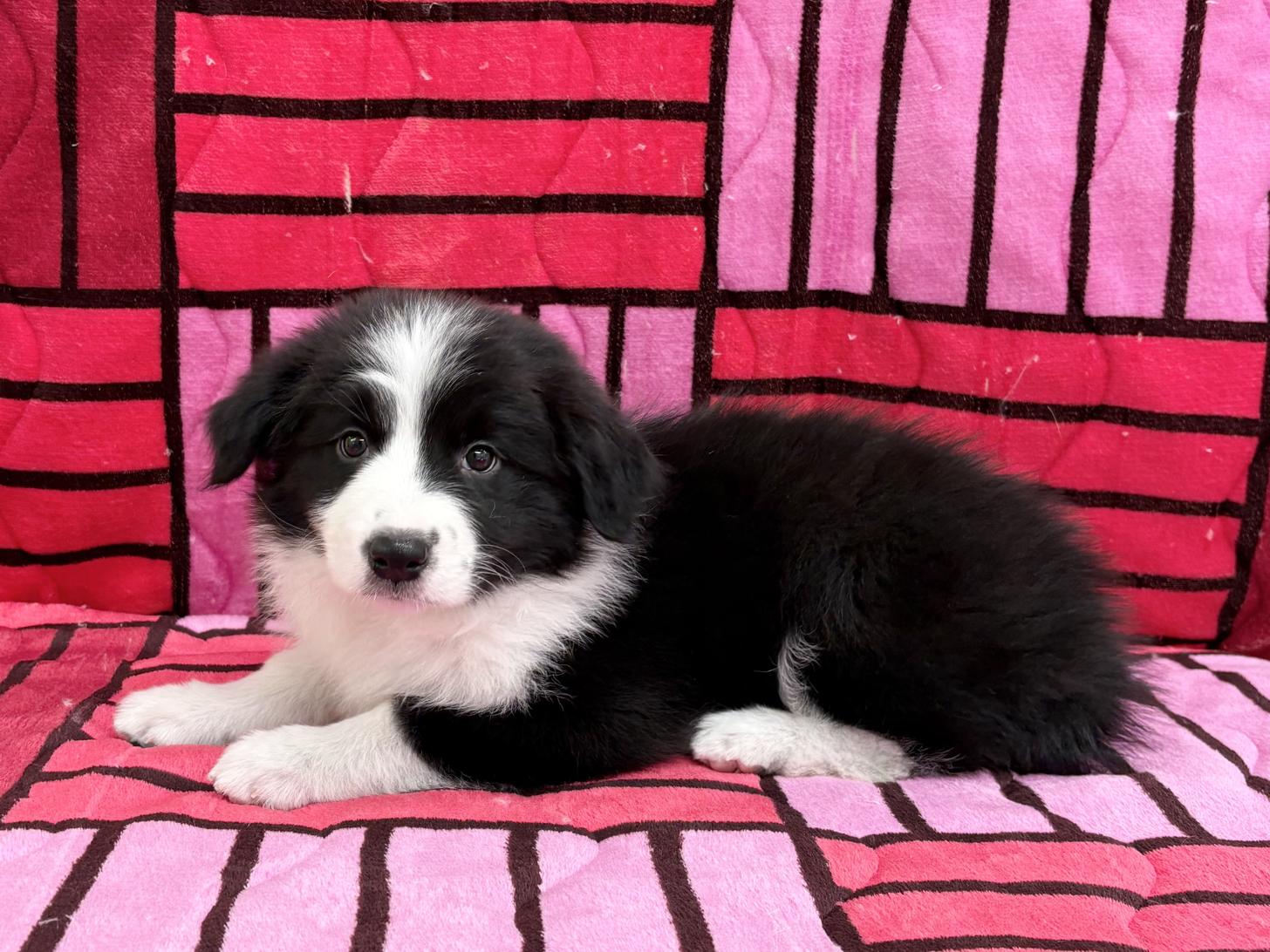 愛知県のボーダーコリー (ハピースペット春日井アミーゴ店/2025年9月14日生まれ/女の子/ブラックホワイト)の子犬の4枚目の画像