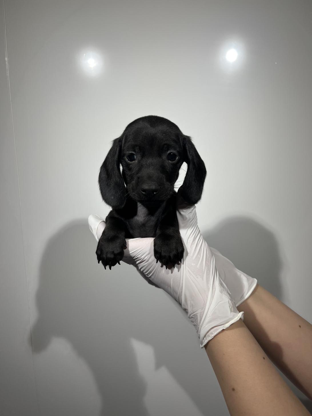 埼玉県のミニチュアダックスフンド(スムース) (ペッツスマイル加須インター店/2026年2月14日生まれ/男の子/ブラック)の子犬の1枚目の画像