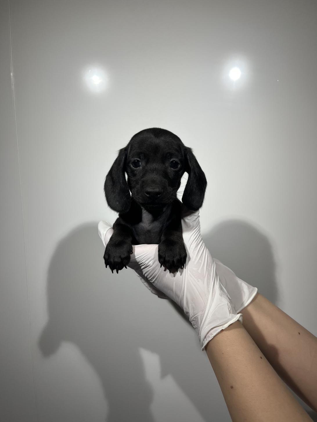 埼玉県のミニチュアダックスフンド(スムース) (ペッツスマイル加須インター店/2026年2月14日生まれ/男の子/ブラック)の子犬の2枚目の画像