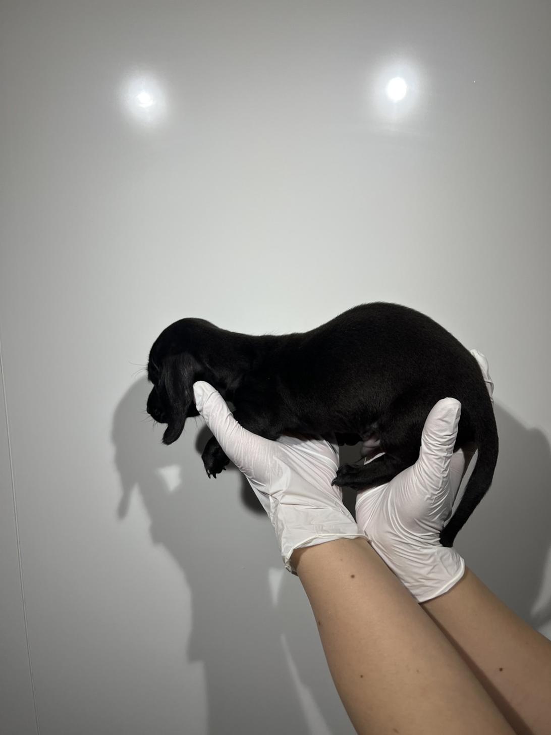 埼玉県のミニチュアダックスフンド(スムース) (ペッツスマイル加須インター店/2026年2月14日生まれ/男の子/ブラック)の子犬の3枚目の画像