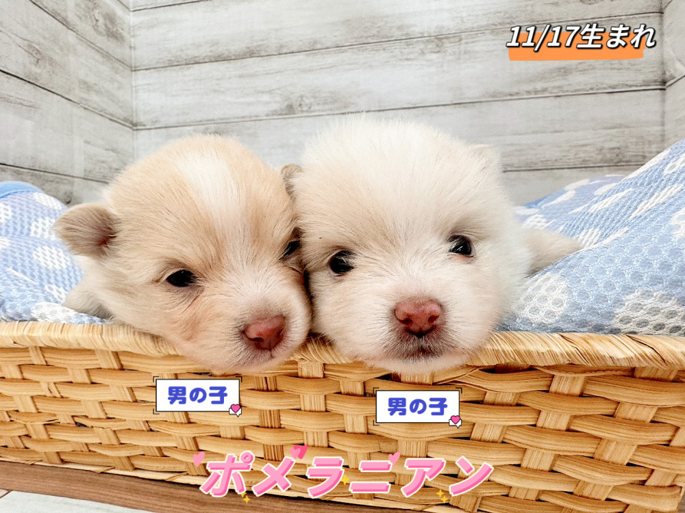 新潟県のポメラニアン (竹内ペット 新潟西店/2025年11月17日生まれ/男の子/クリーム)の子犬