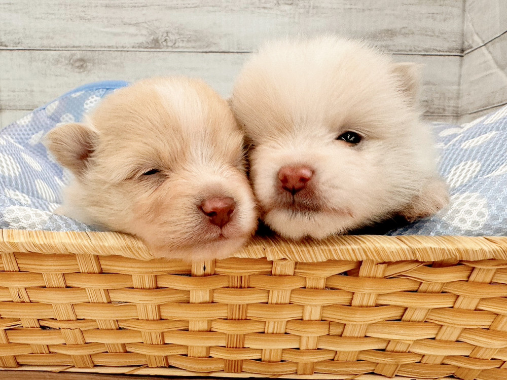 新潟県のポメラニアン (竹内ペット 新潟西店/2025年11月17日生まれ/男の子/クリーム)の子犬の2枚目の画像