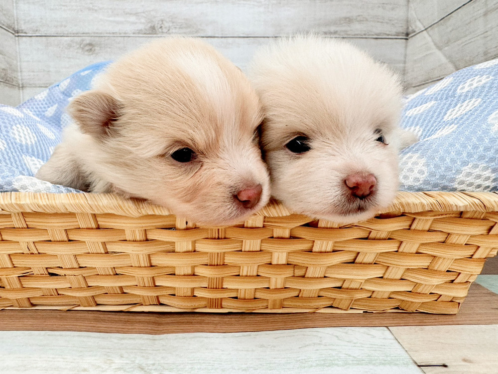 新潟県のポメラニアン (竹内ペット 新潟西店/2025年11月17日生まれ/男の子/クリーム)の子犬の3枚目の画像