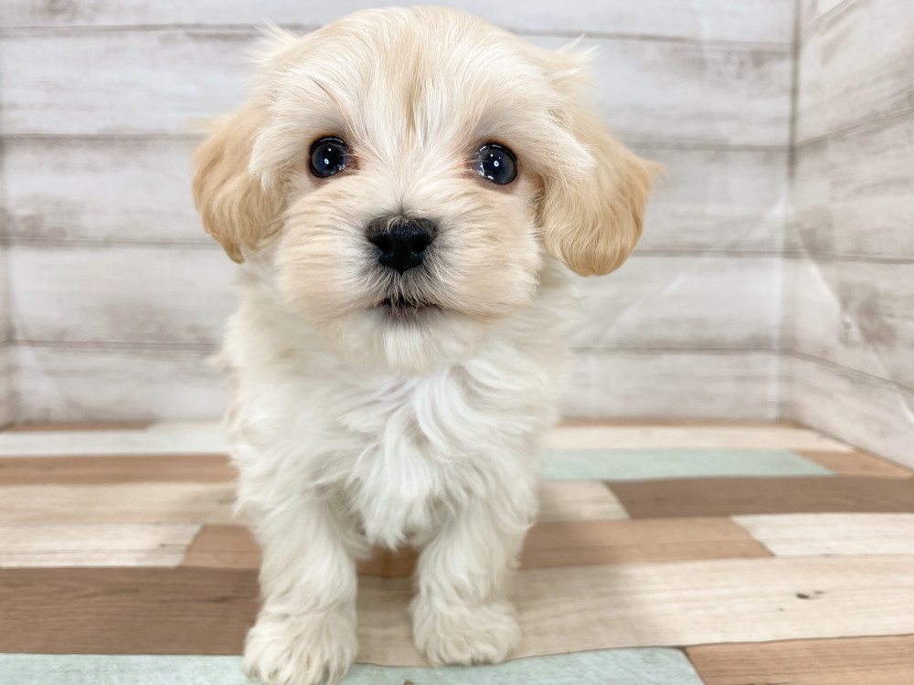 新潟県のマルプー(マルチーズ×プードル) (竹内ペット 新津本店/2026年2月19日生まれ/男の子/クリーム)の子犬の1枚目の画像