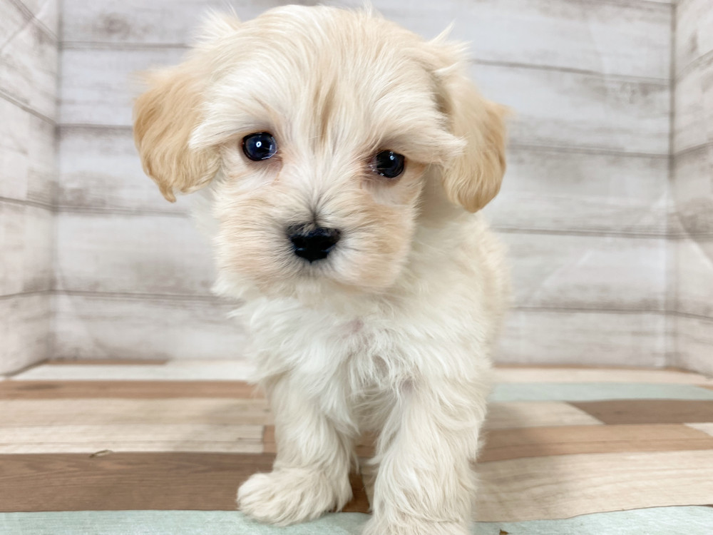 新潟県のマルプー(マルチーズ×プードル) (竹内ペット 新津本店/2026年2月19日生まれ/男の子/クリーム)の子犬の2枚目の画像