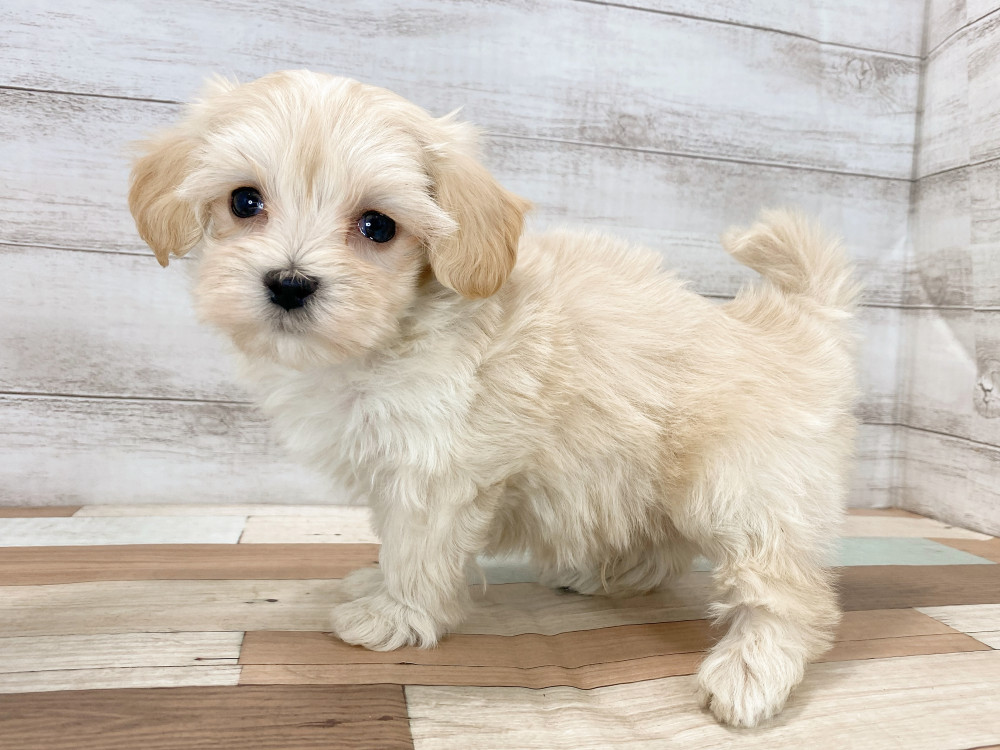 新潟県のマルプー(マルチーズ×プードル) (竹内ペット 新津本店/2026年2月19日生まれ/男の子/クリーム)の子犬の3枚目の画像