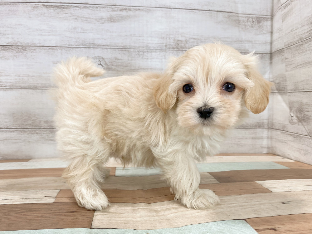 新潟県のマルプー(マルチーズ×プードル) (竹内ペット 新津本店/2026年2月19日生まれ/男の子/クリーム)の子犬の4枚目の画像