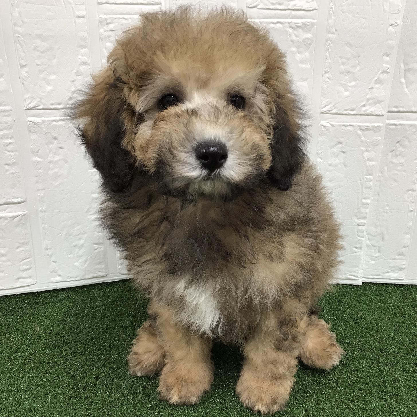 熊本県のトイプードル(トイ) (ニコペットセレクト ドッグズホーム八代店/2026年1月7日生まれ/男の子/ブリンドル)の子犬