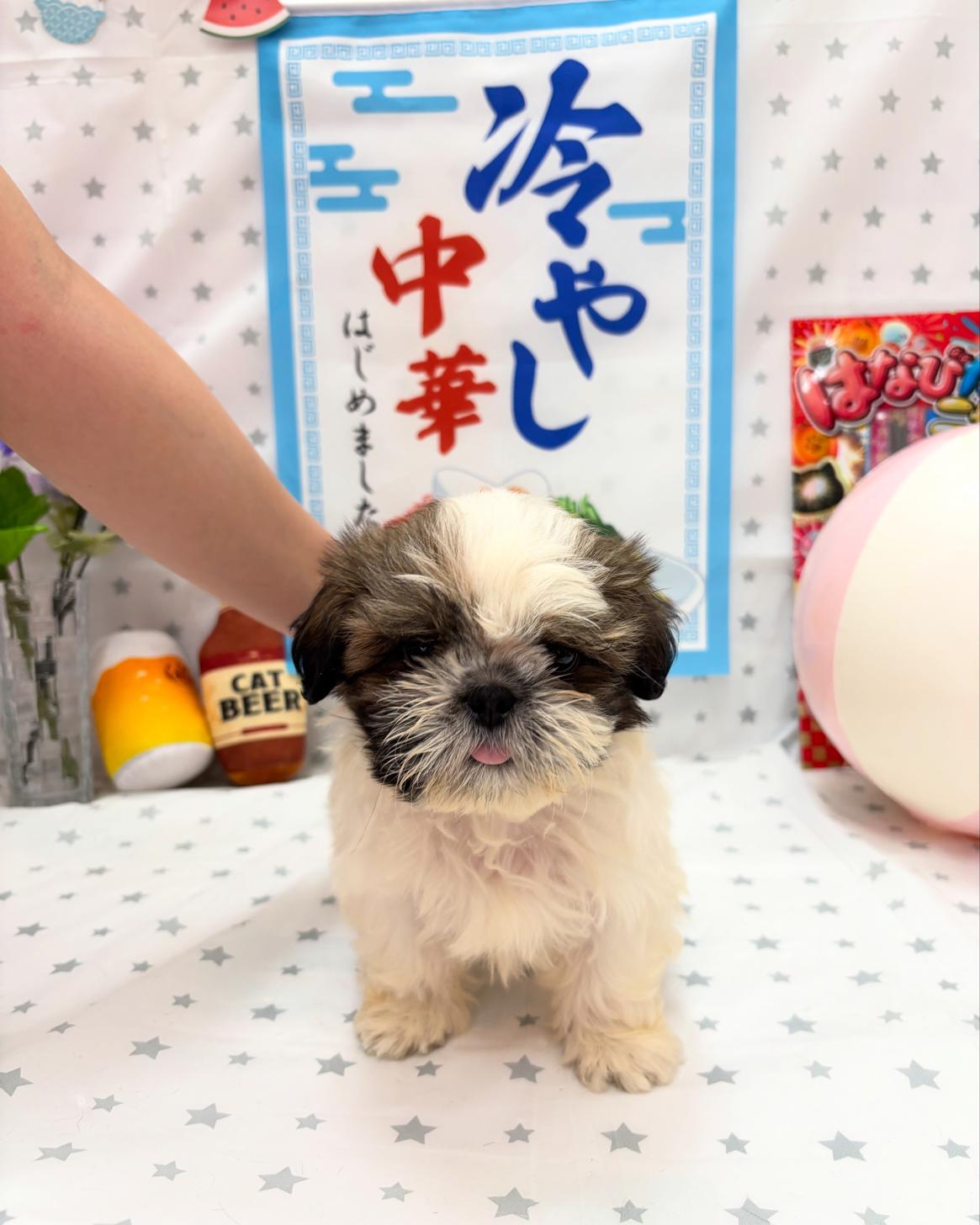 北海道のシーズー (ラブワンコ平岸店/2025年5月8日生まれ/男の子/ゴールドパイボールド)の子犬