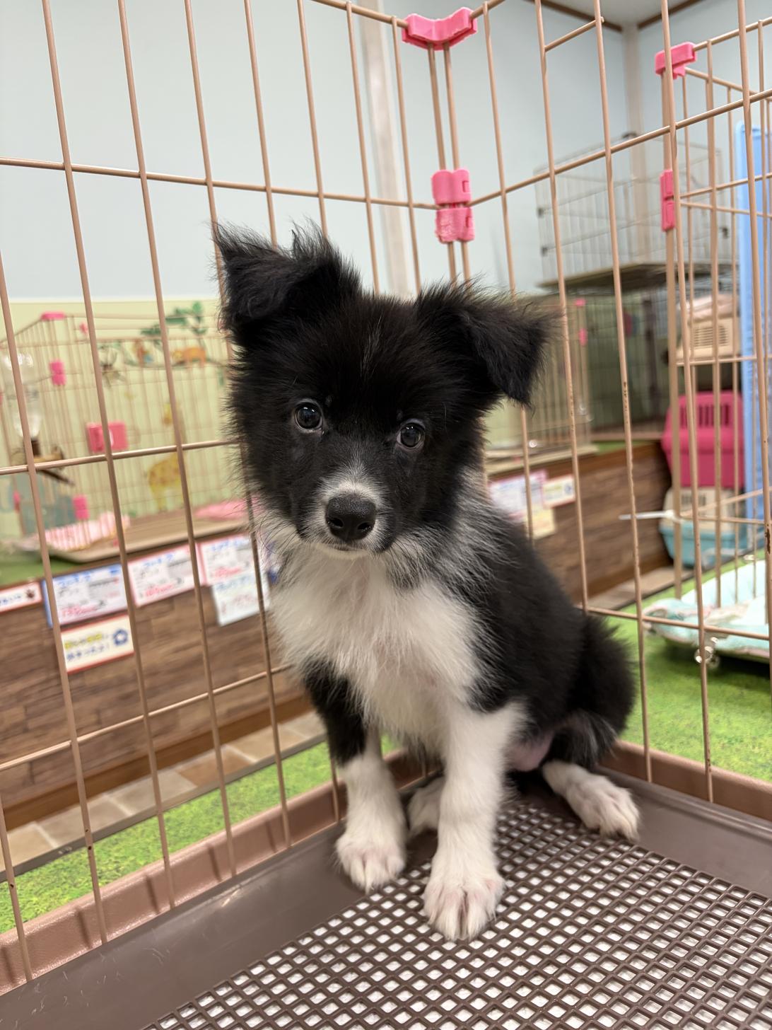 愛知県のボーダーコリー (子いぬの足あと/2026年6月4日生まれ/女の子/ブラックホワイト)の子犬