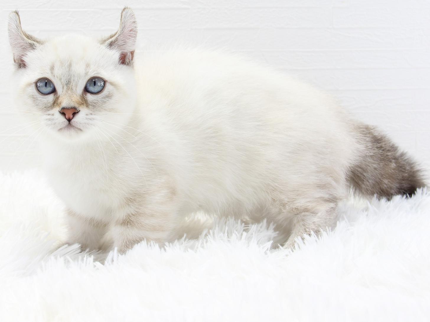愛知県のキンカロー (猫福家 名古屋南店/2026年7月16日生まれ/女の子/シールポイント)の子猫の1枚目の画像