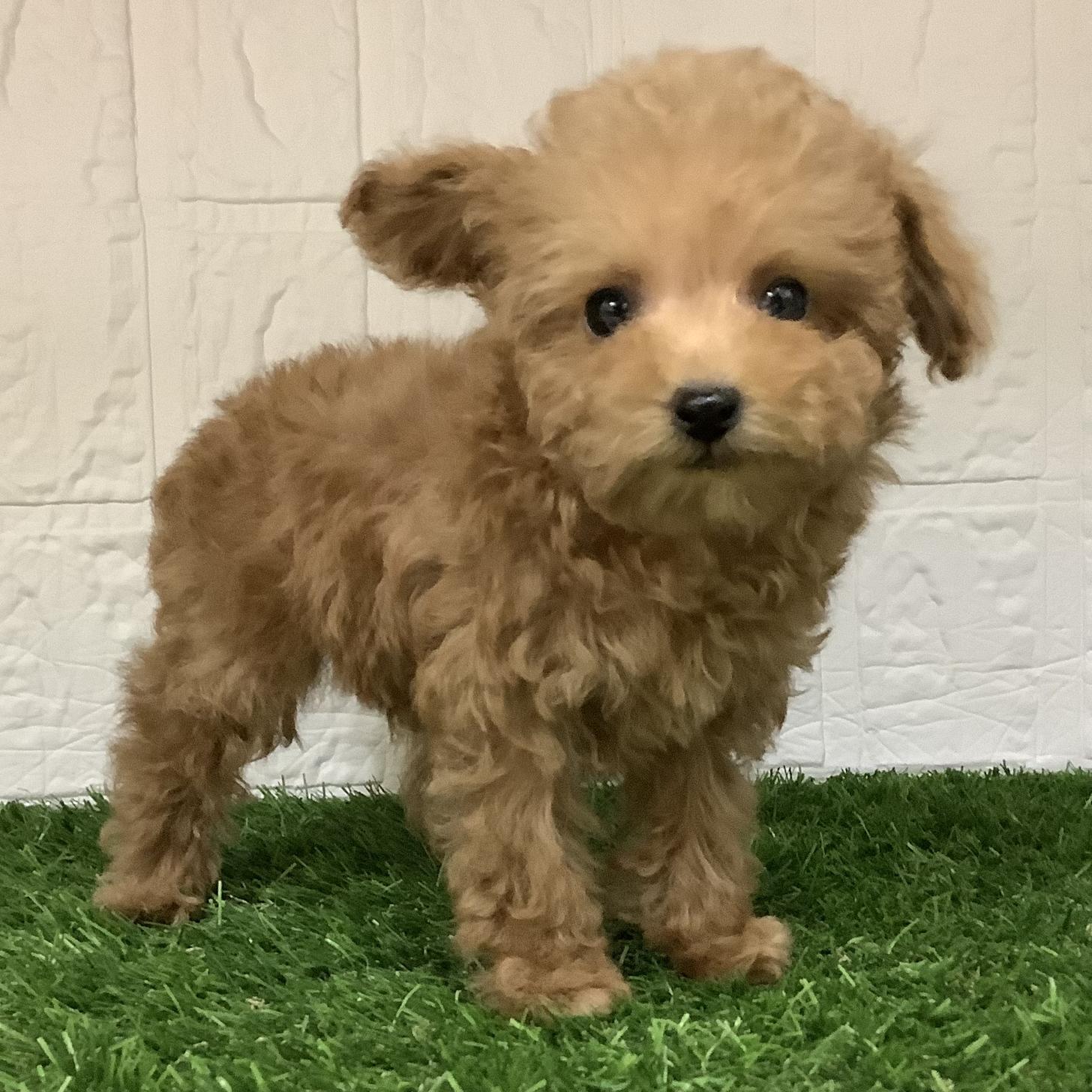 福岡県のトイプードル(トイ) (ディスワン ドッグズホーム大野城店/2025年12月30日生まれ/男の子/アプリコット)の子犬