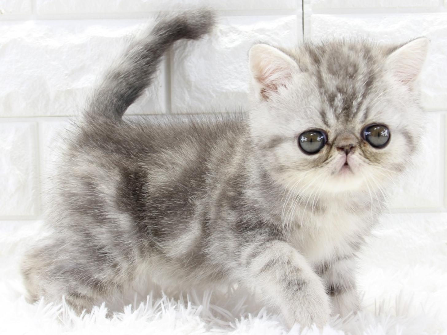 愛知県のエキゾチックショートヘアー (猫福家 名古屋南店/2026年2月5日生まれ/男の子/ブルータビー)の子猫