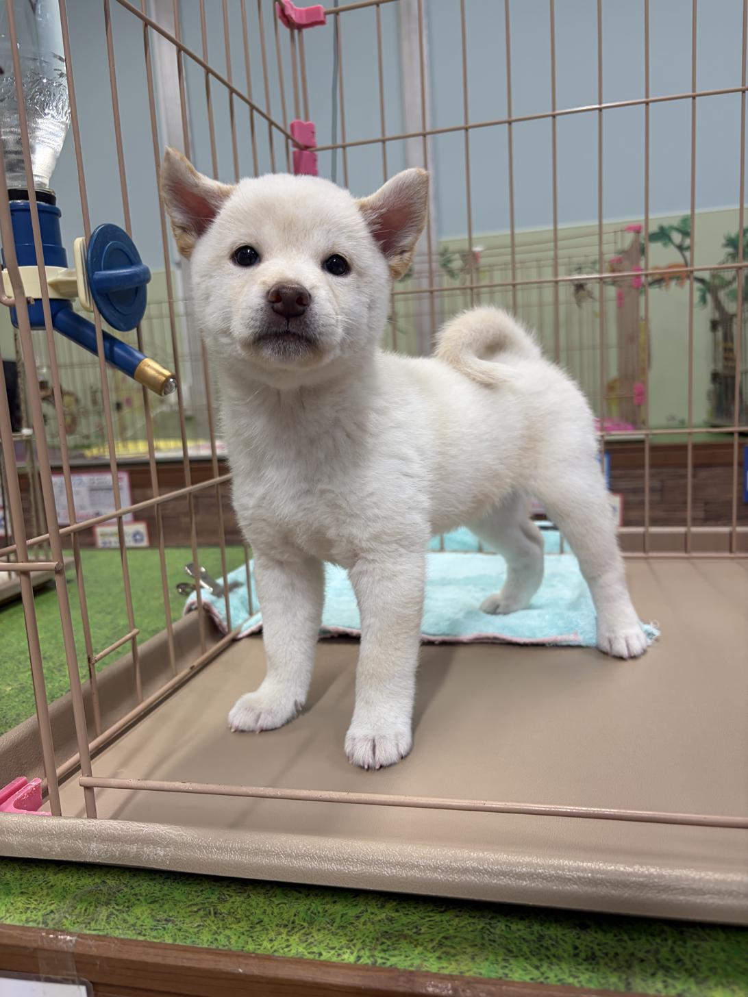 愛知県の柴犬(標準サイズ) (子いぬの足あと/2026年4月4日生まれ/女の子/白)の子犬