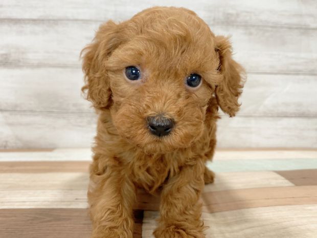 新潟県のトイプードル(トイ) (竹内ペット 新津本店/2026年1月3日生まれ/男の子/レッド)の子犬の1枚目の画像