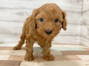 新潟県のトイプードル(トイ) (竹内ペット 新津本店/2026年1月3日生まれ/男の子/レッド)の子犬の2枚目の画像