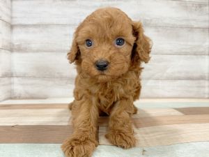 新潟県のトイプードル(トイ) (竹内ペット 新津本店/2026年1月3日生まれ/男の子/レッド)の子犬の3枚目の画像