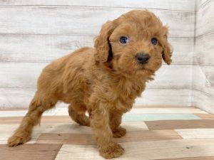 新潟県のトイプードル(トイ) (竹内ペット 新津本店/2026年1月3日生まれ/男の子/レッド)の子犬の4枚目の画像