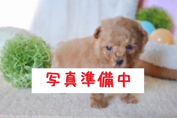 滋賀県のトイプードル(トイ) (いっぷく湖南店/2025年9月6日生まれ/男の子/レッドフォーン)の子犬