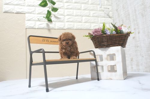 滋賀県のトイプードル(トイ) (いっぷく湖南店/2025年9月6日生まれ/男の子/レッドフォーン)の子犬の3枚目の画像