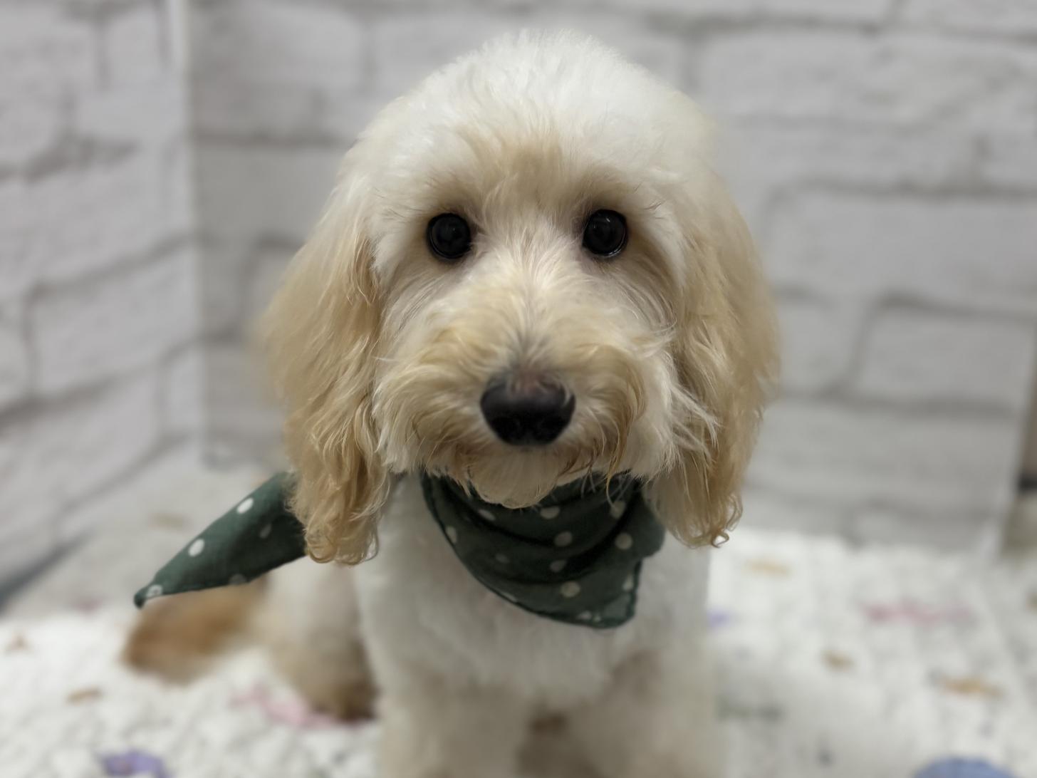 神奈川県のダップー(ダックス×プードル) (ペットアイランド海老名店/2025年5月7日生まれ/男の子/クリーム)の子犬の1枚目の画像