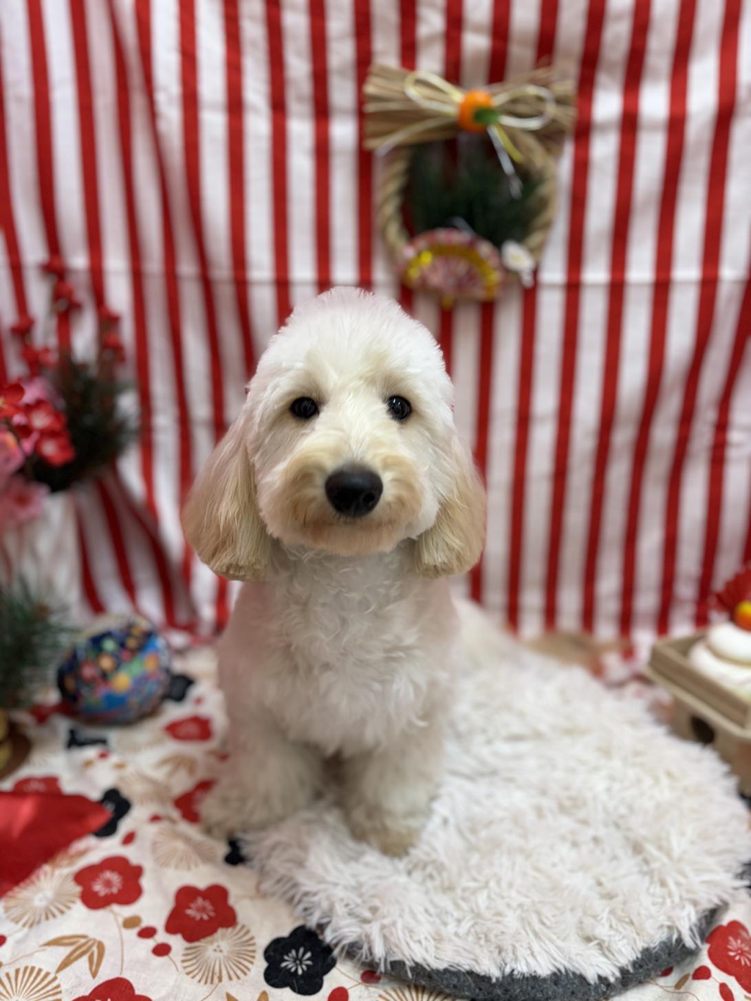 神奈川県のダップー(ダックス×プードル) (ペットアイランド海老名店/2025年5月7日生まれ/男の子/クリーム)の子犬の2枚目の画像