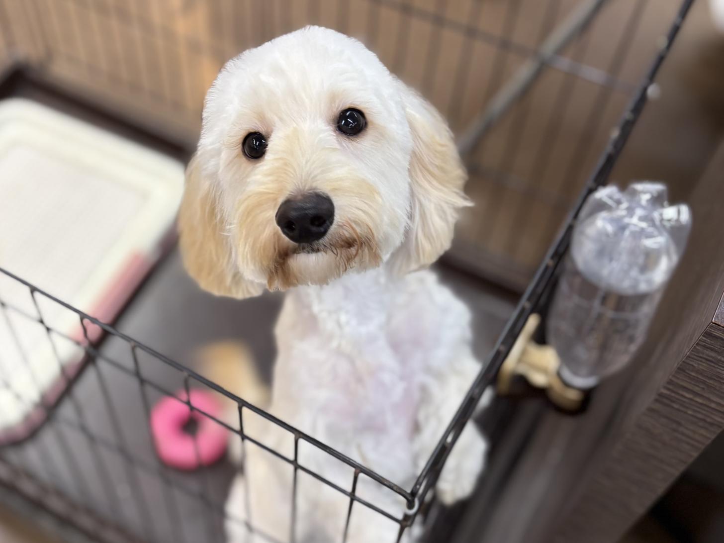 神奈川県のダップー(ダックス×プードル) (ペットアイランド海老名店/2025年5月7日生まれ/男の子/クリーム)の子犬の3枚目の画像