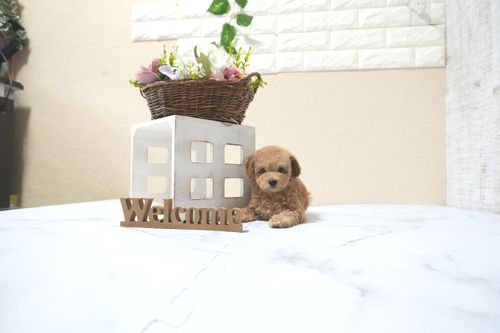 滋賀県のトイプードル(タイニー) (いっぷく湖南店/2025年11月1日生まれ/男の子/オレンジフォーン)の子犬の1枚目の画像