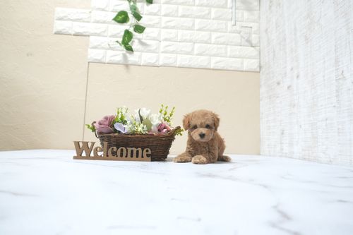 滋賀県のトイプードル(タイニー) (いっぷく湖南店/2025年11月1日生まれ/男の子/オレンジフォーン)の子犬の2枚目の画像