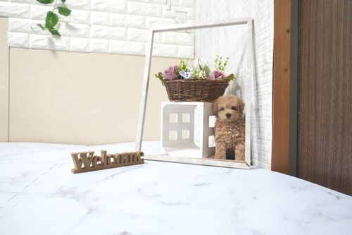 滋賀県のトイプードル(タイニー) (いっぷく湖南店/2025年11月1日生まれ/男の子/オレンジフォーン)の子犬の3枚目の画像