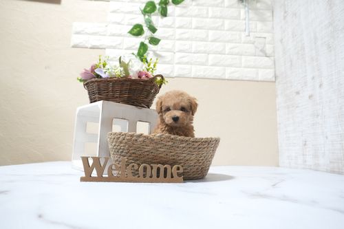 滋賀県のトイプードル(タイニー) (いっぷく湖南店/2025年11月1日生まれ/男の子/オレンジフォーン)の子犬の4枚目の画像