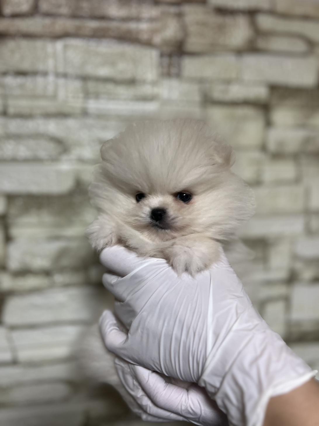 埼玉県のポメラニアン (ペッツスマイル加須インター店/2025年10月4日生まれ/女の子/ホワイト)の子犬の1枚目の画像