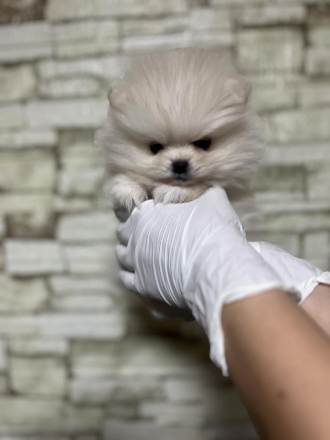 埼玉県のポメラニアン (ペッツスマイル加須インター店/2025年10月4日生まれ/女の子/ホワイト)の子犬の2枚目の画像