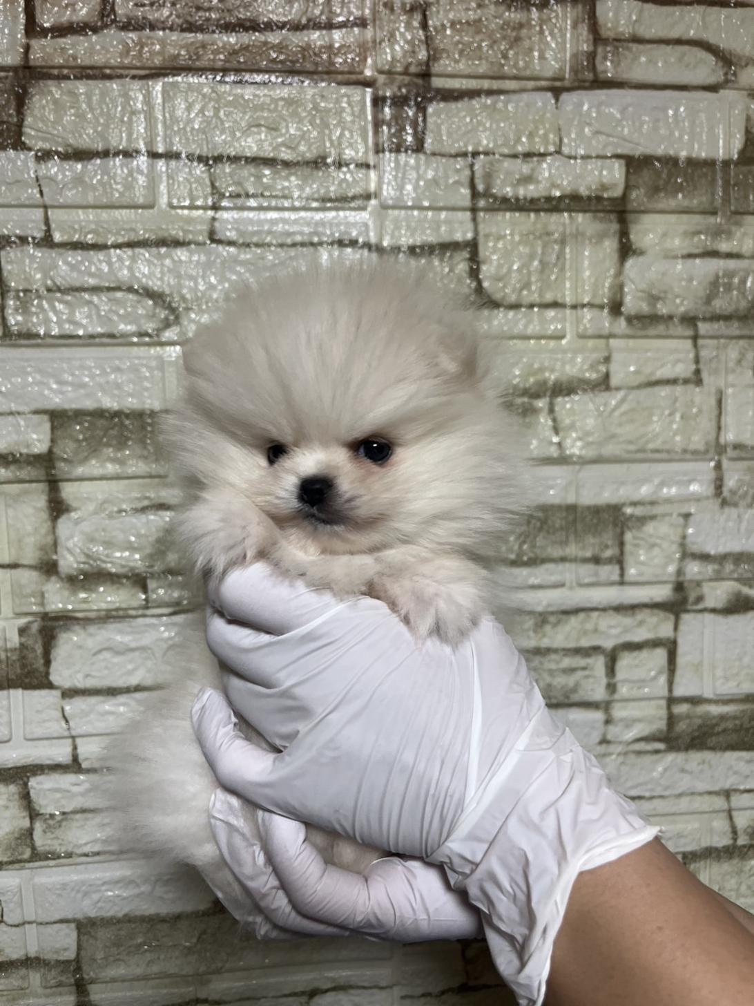 埼玉県のポメラニアン (ペッツスマイル加須インター店/2025年10月4日生まれ/女の子/ホワイト)の子犬の3枚目の画像
