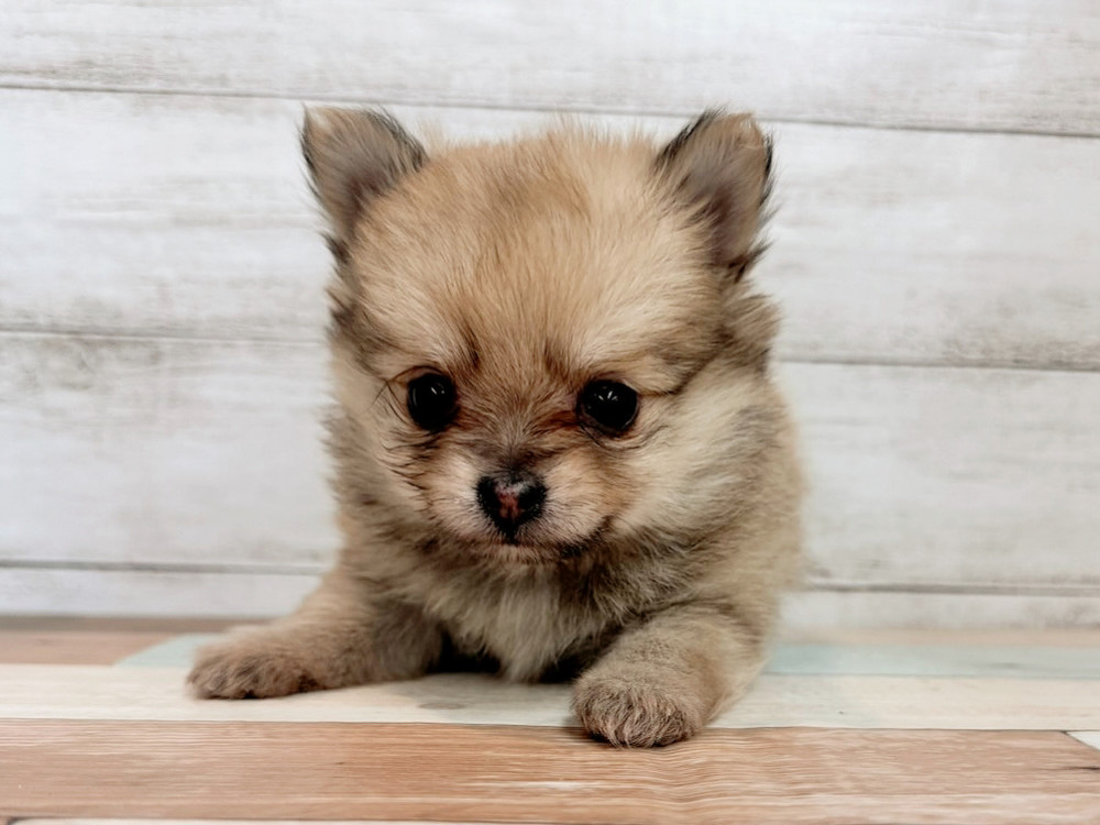 新潟県のポメチワ/チワポメ/ポメチー(ポメラニアン×チワワ) (竹内ペット 新潟西店/2025年11月8日生まれ/女の子/フォーン)の子犬の1枚目の画像