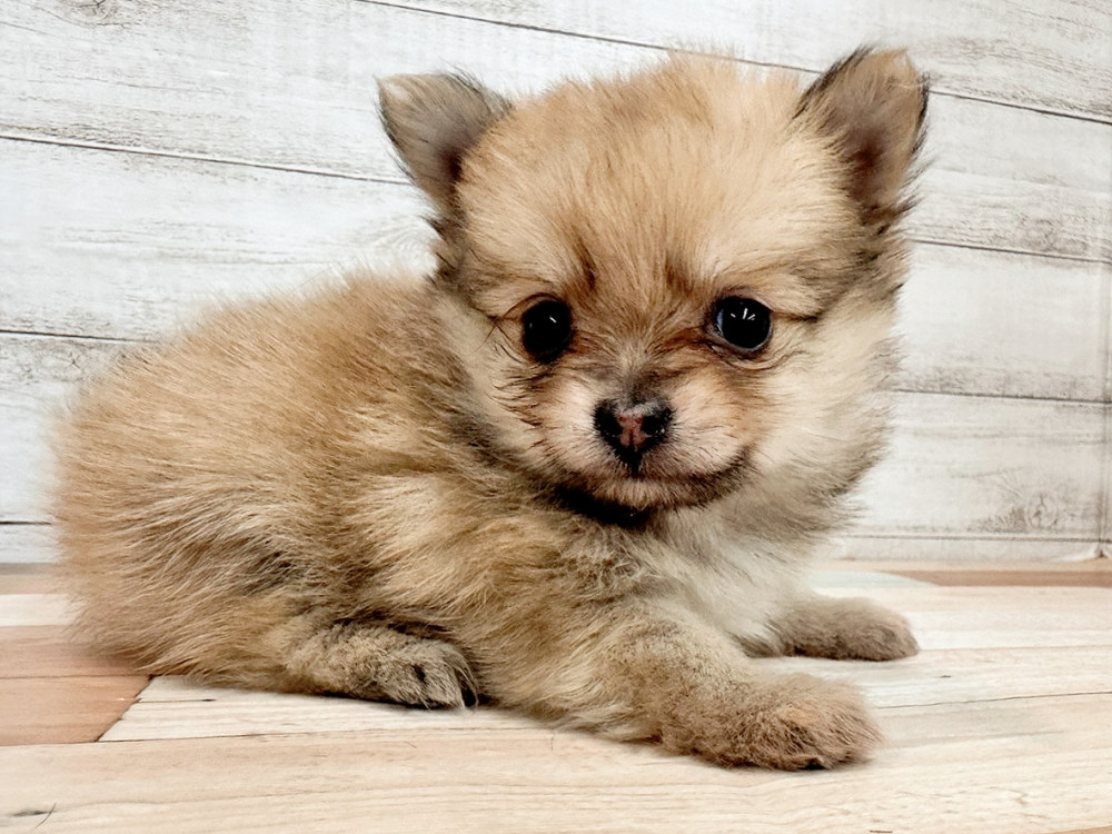 新潟県のポメチワ/チワポメ/ポメチー(ポメラニアン×チワワ) (竹内ペット 新潟西店/2025年11月8日生まれ/女の子/フォーン)の子犬の2枚目の画像