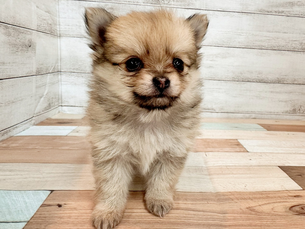 新潟県のポメチワ/チワポメ/ポメチー(ポメラニアン×チワワ) (竹内ペット 新潟西店/2025年11月8日生まれ/女の子/フォーン)の子犬の3枚目の画像