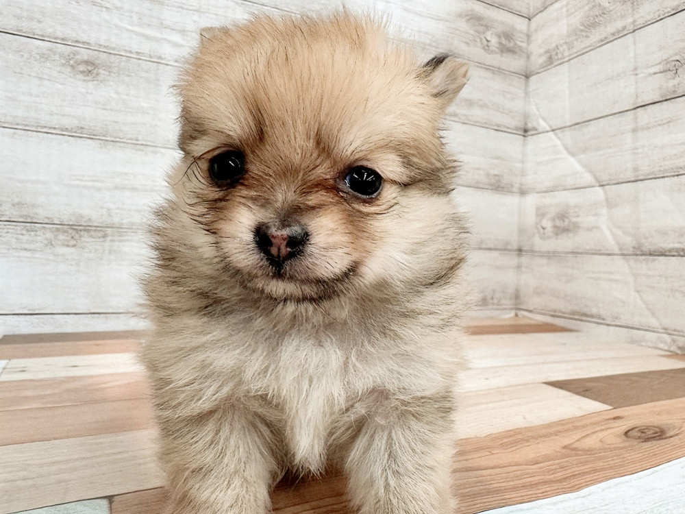 新潟県のポメチワ/チワポメ/ポメチー(ポメラニアン×チワワ) (竹内ペット 新潟西店/2025年11月8日生まれ/女の子/フォーン)の子犬の4枚目の画像