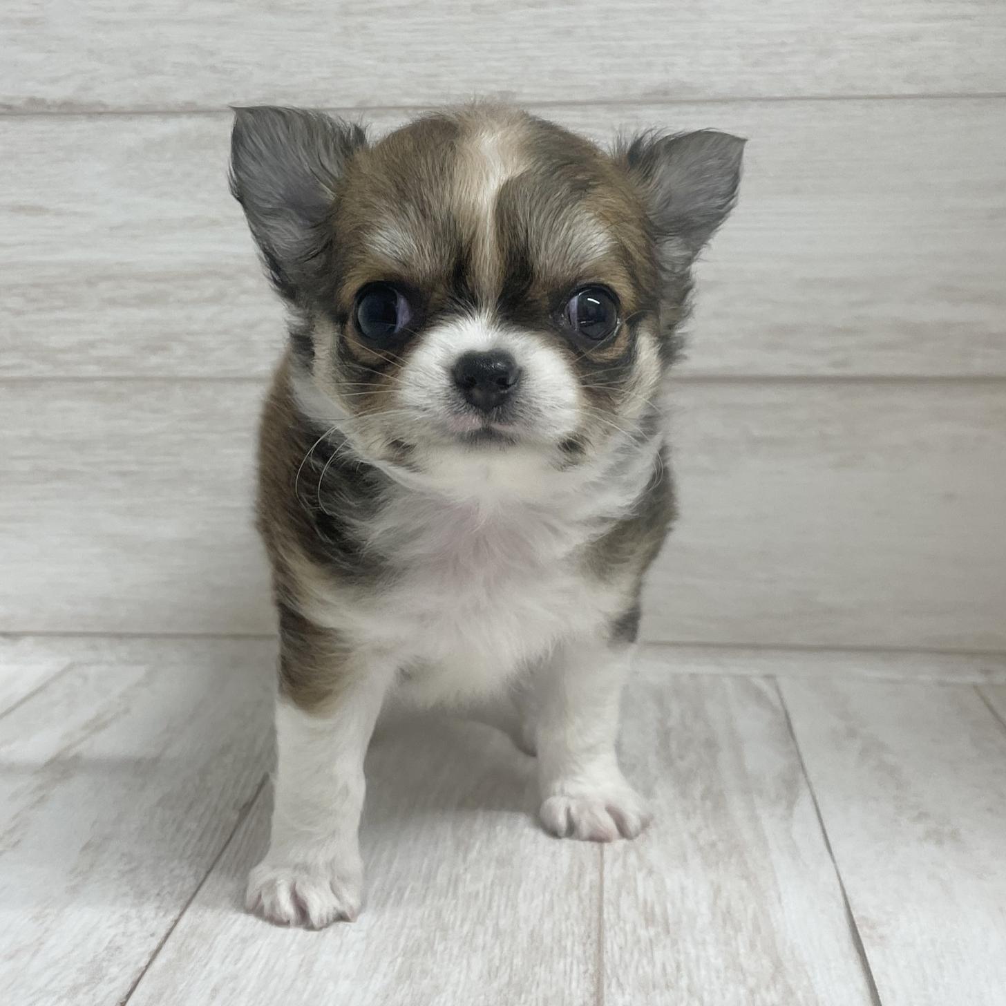 東京都のチワワ(ロング) (ペピカファミリー水元店/2026年2月7日生まれ/女の子/レッドホワイト)の子犬の1枚目の画像