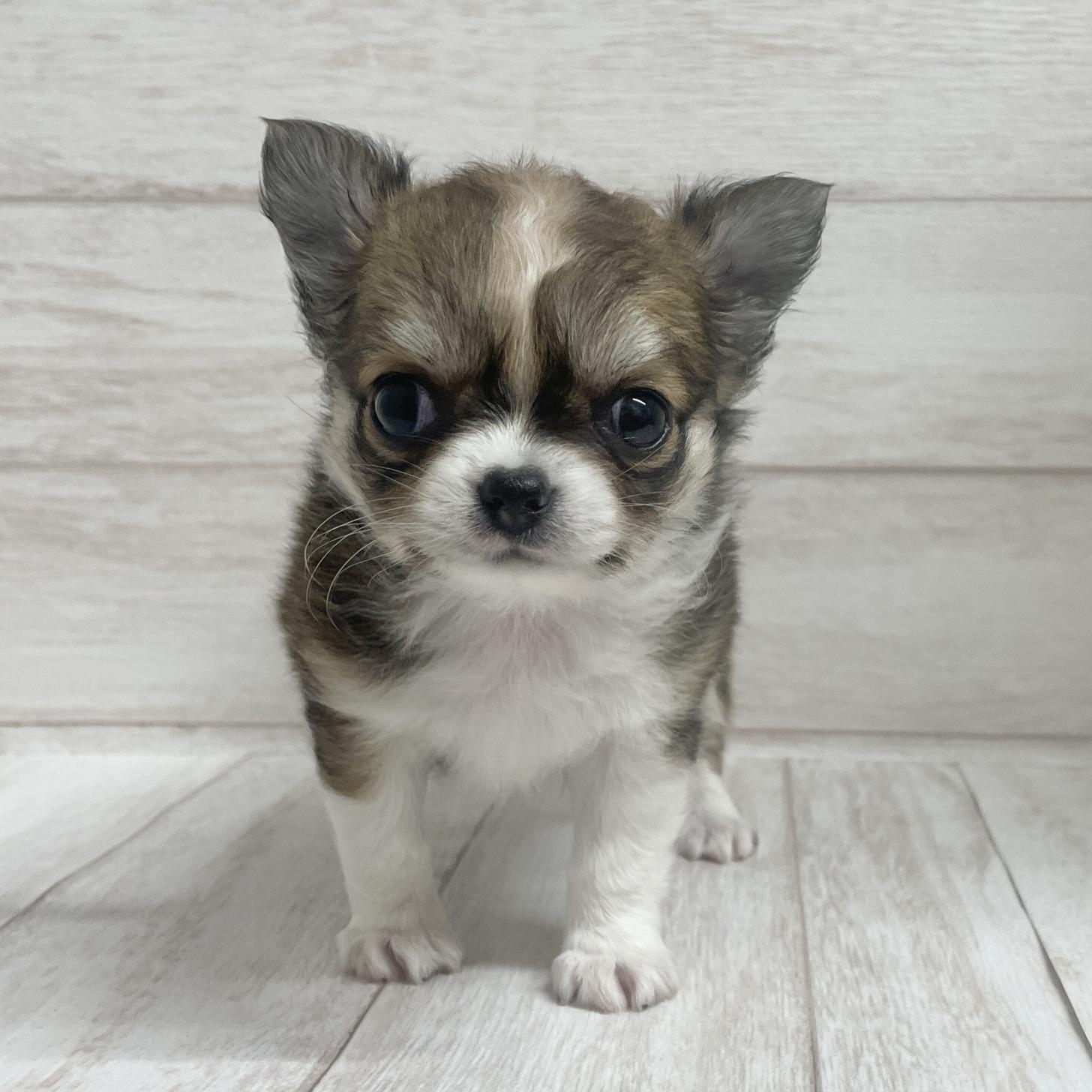 東京都のチワワ(ロング) (ペピカファミリー水元店/2026年2月7日生まれ/女の子/レッドホワイト)の子犬の2枚目の画像