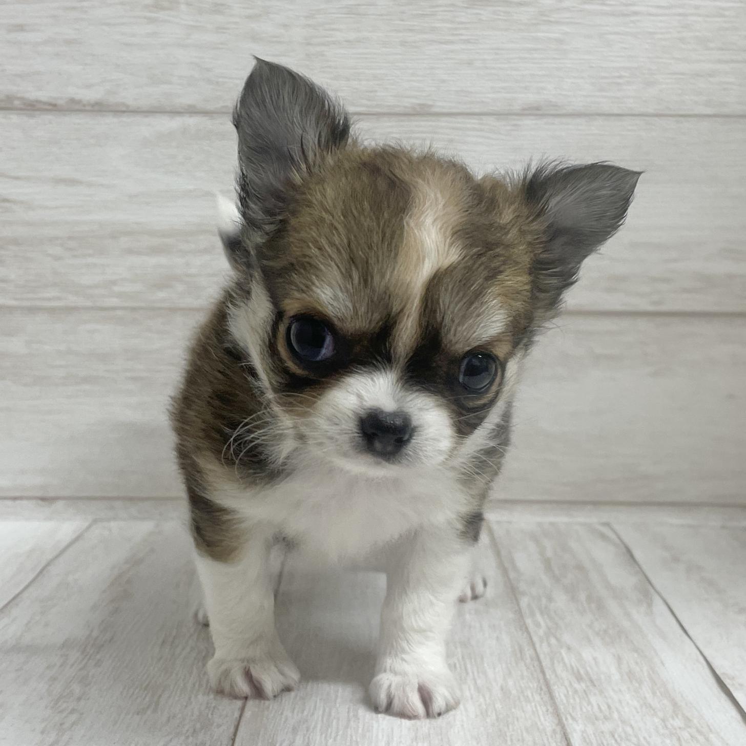 東京都のチワワ(ロング) (ペピカファミリー水元店/2026年2月7日生まれ/女の子/レッドホワイト)の子犬の3枚目の画像