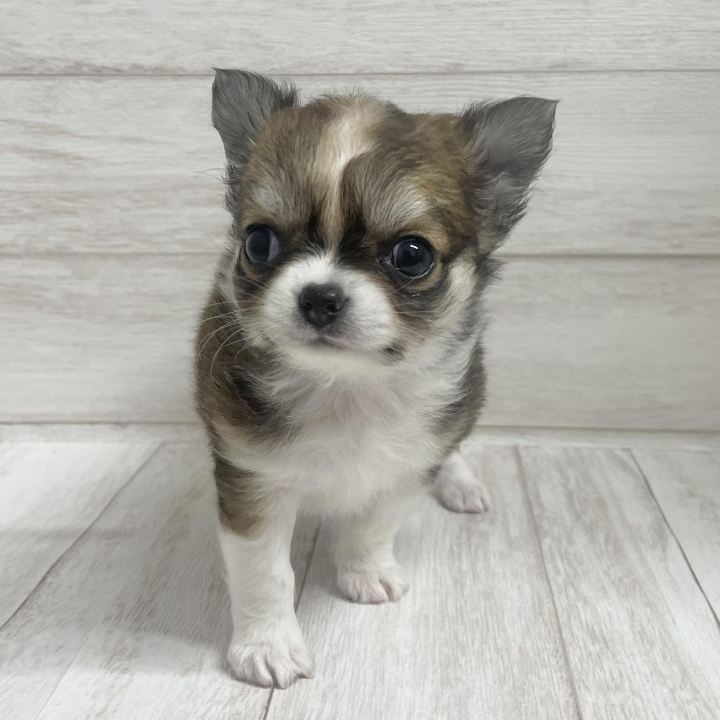 東京都のチワワ(ロング) (ペピカファミリー水元店/2026年2月7日生まれ/女の子/レッドホワイト)の子犬の4枚目の画像